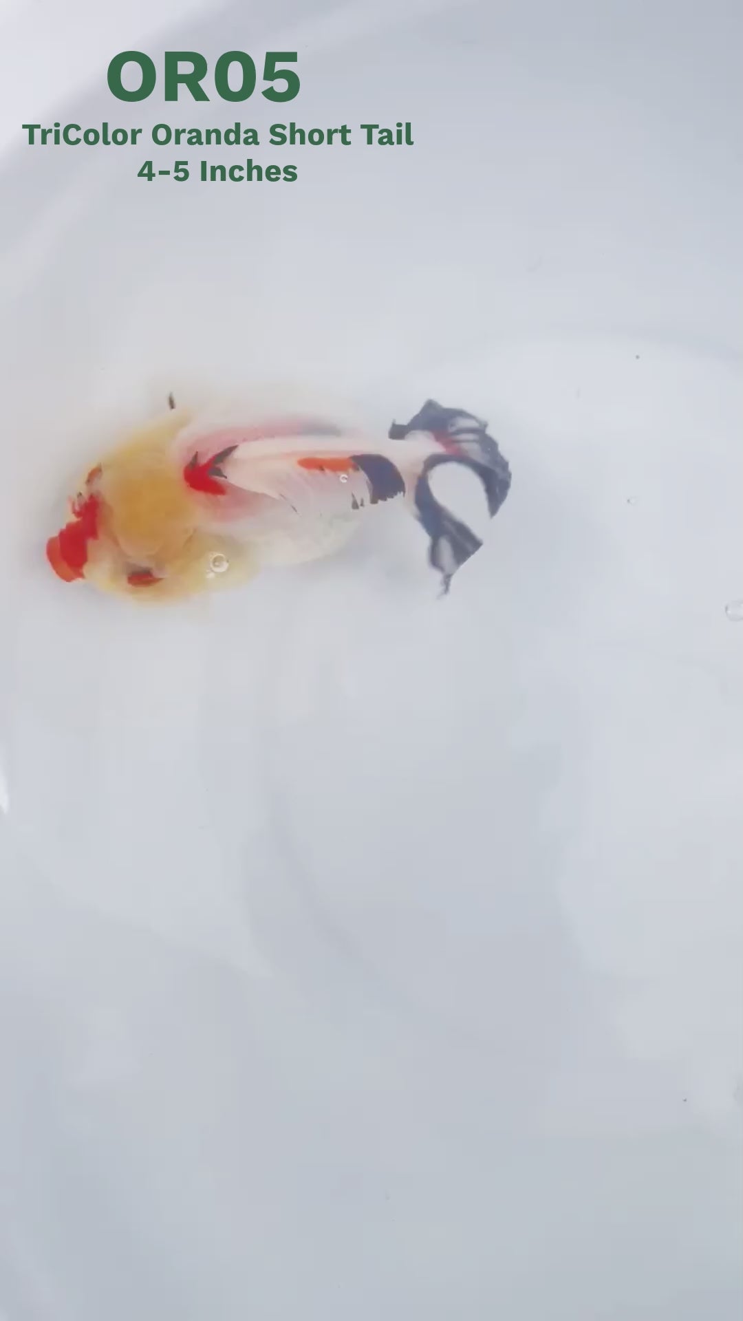 Tri Color Oranda Short Tail | You Pick Goldfish