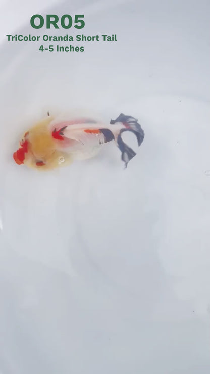 Tri Color Oranda Short Tail | You Pick Goldfish