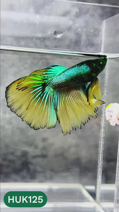 Black Hulk Halfmoon Male Betta Fish | You Pick Fish