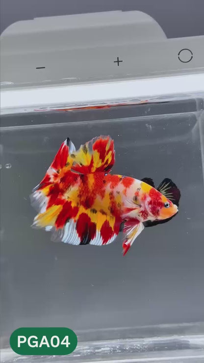 King Giant Plakat Male Betta Fish | You Pick Fish | High Grade