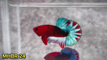 Hellboy Plakat Male Betta Fish | Order Directly From Farm | You Pick Fish