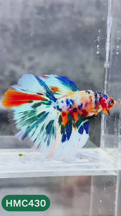 Multicolor Halfmoon Male Betta Fish | High Grade | Order Directly From Farm |  You Pick Fish |