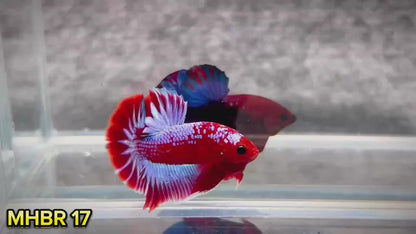 Hellboy Plakat Male Betta Fish | Order Directly From Farm | You Pick Fish