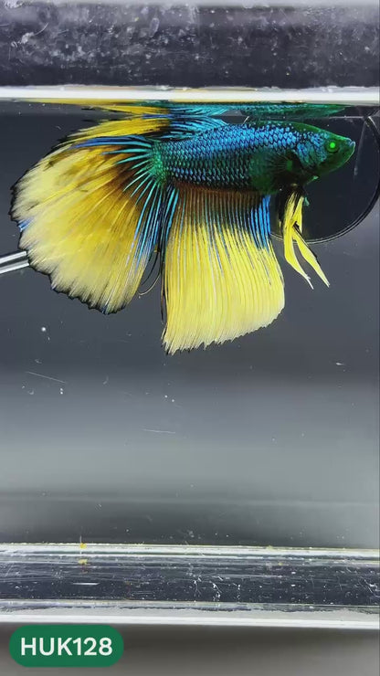 Black Hulk Halfmoon Male Betta Fish | You Pick Fish