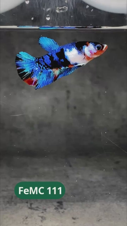 Multicolor Female Betta Fish | You Pick Fish | High Grade