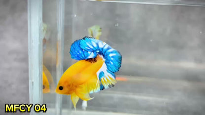 Yellow Fancy Male Betta Fish | Order Directly From Farm | You Pick Fish
