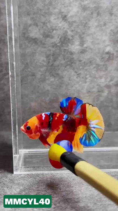 Multicolor Yellow Base Plakat Male Betta Fish | Order Directly From Farm|  You Pick Fish