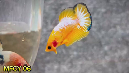 Yellow Fancy Male Betta Fish | Order Directly From Farm | You Pick Fish