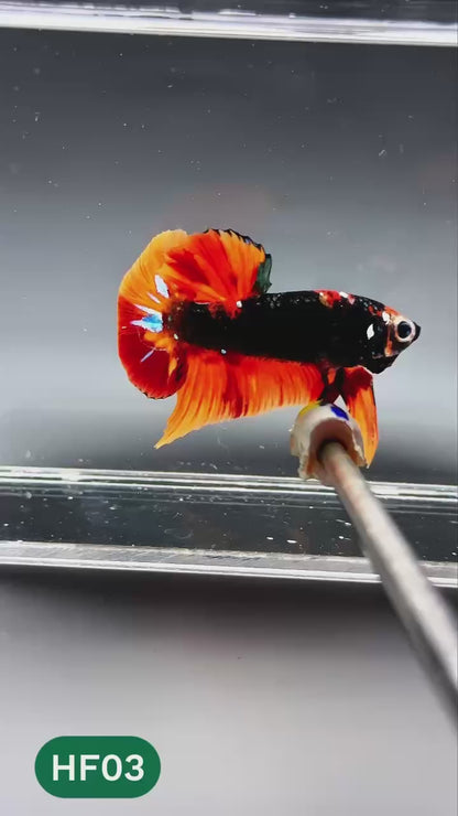 Dark Flame Hellfire Plakat Male Betta Fish | You Pick Fish | Exotic Betta