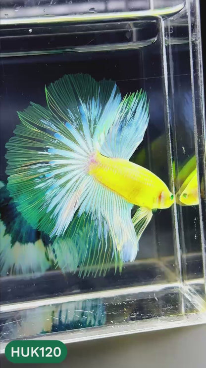 Black Hulk Halfmoon Male Betta Fish | You Pick Fish