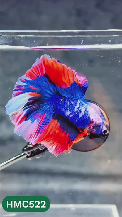 Nemo Halfmoon Male Betta Fish | Order Directly From Farm | You Pick Fish