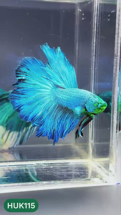 Black Hulk Halfmoon Male Betta Fish | You Pick Fish