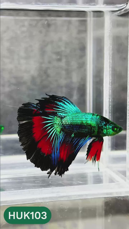 Black Hulk Halfmoon Male Betta Fish | You Pick Fish
