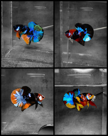 Koi Multicolor Dark Tone Plakat Male Betta Fish | High Grade | Mystery Betta
