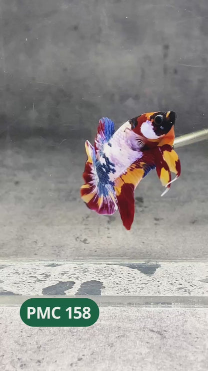 Multicolor Plakat Male Betta Fish |Show Grade|  You Pick Fish