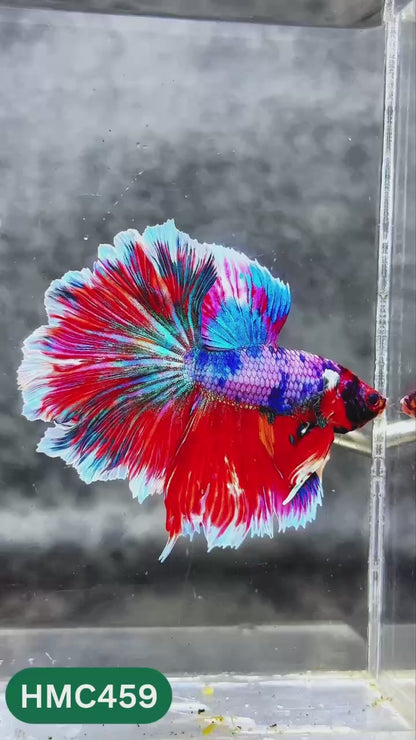 Multicolor Halfmoon Male Betta Fish | High Grade | Order Directly From Farm |  You Pick Fish |