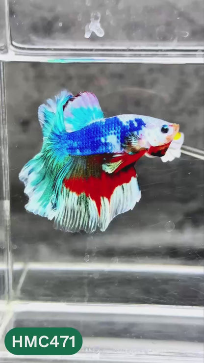 Multicolor Halfmoon Male Betta Fish | Order Directly From Farm | You Pick Fish