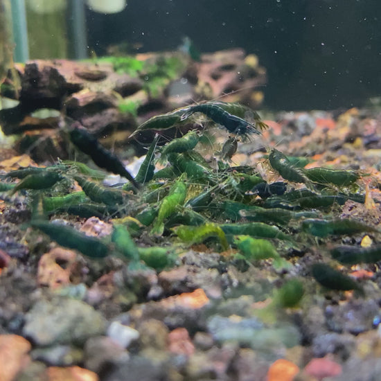 Green Jade Neocaridina Shrimp