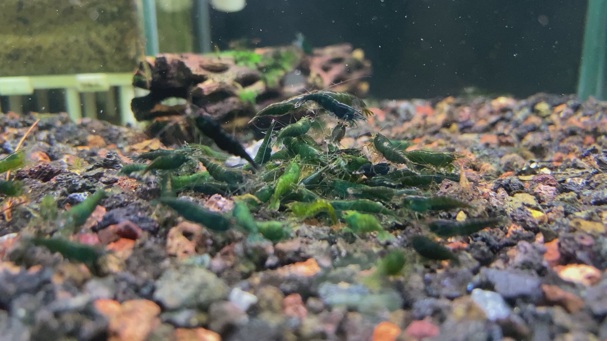 Green Jade Neocaridina Shrimp