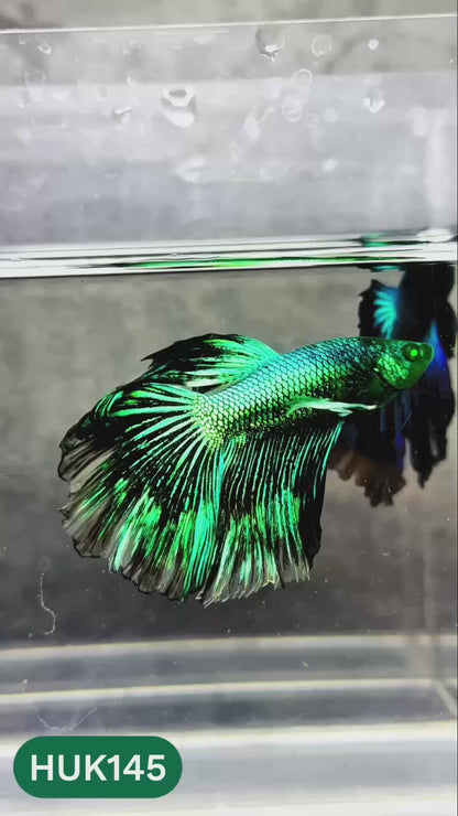 Black Hulk Halfmoon Male Betta Fish | You Pick Fish