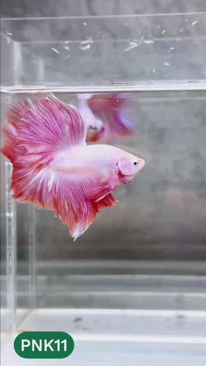 Pink Halfmoon Male Betta Fish | You Pick Fish | Order Directly From Farm