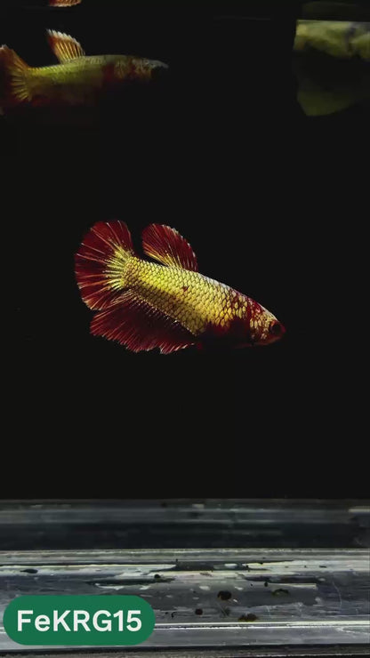 Koi Red Gold Female Betta Fish | You Pick Fish | High Grade