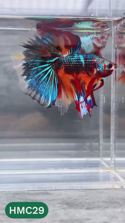 Multicolor Halfmoon Male Betta Fish | High Grade | Order Directly From Farm |  You Pick Fish |