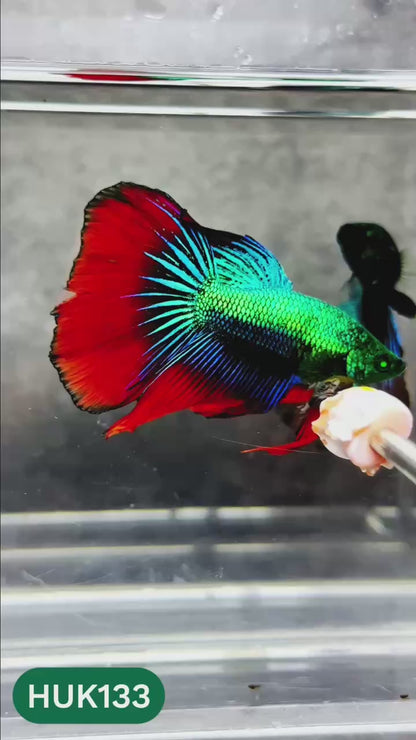 Black Hulk Halfmoon Male Betta Fish | You Pick Fish