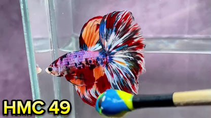 Multicolor Halfmoon Male Betta Fish | Order Directly From Farm | You Pick Fish