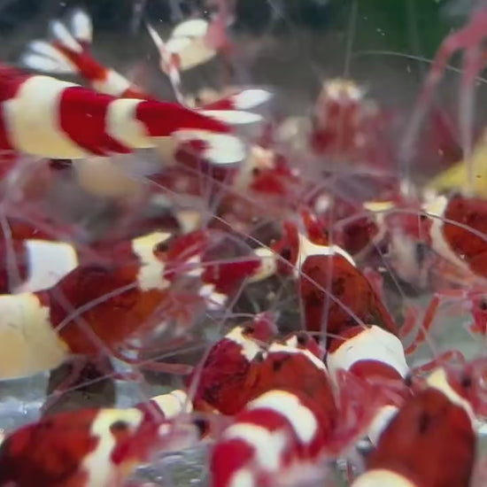 Wine Red Caridina Shrimp