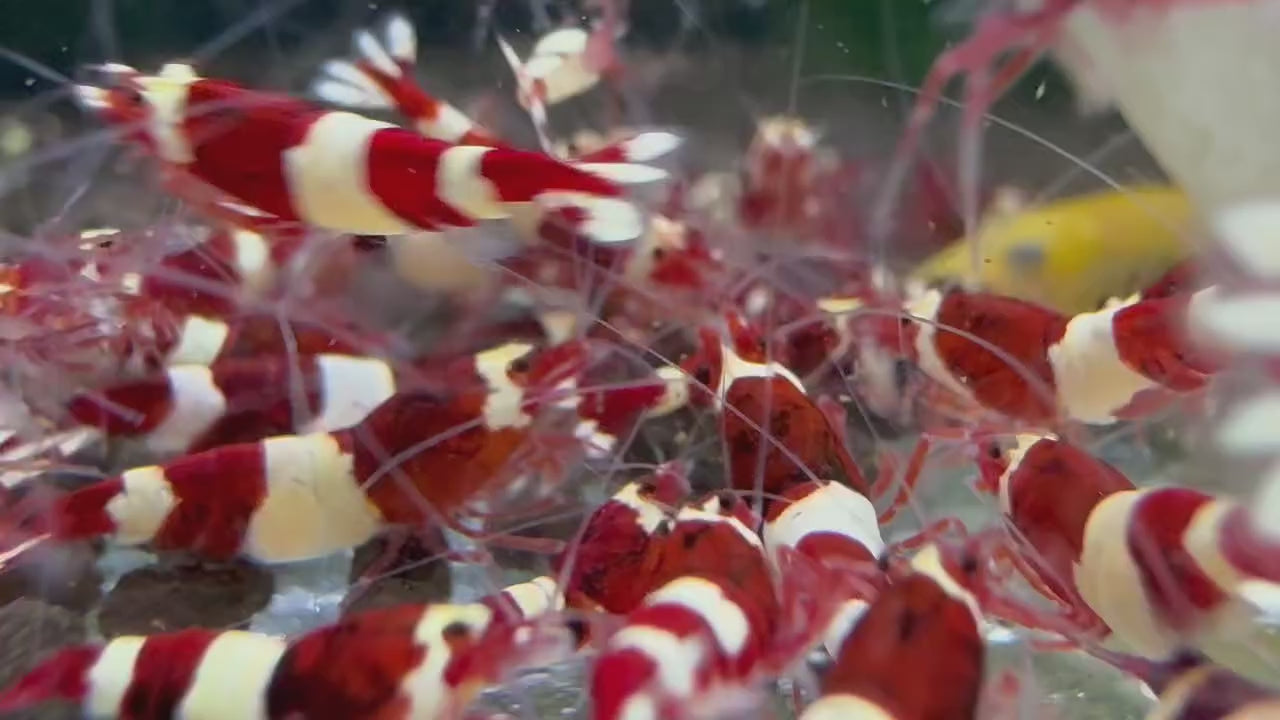 Wine Red Caridina Shrimp