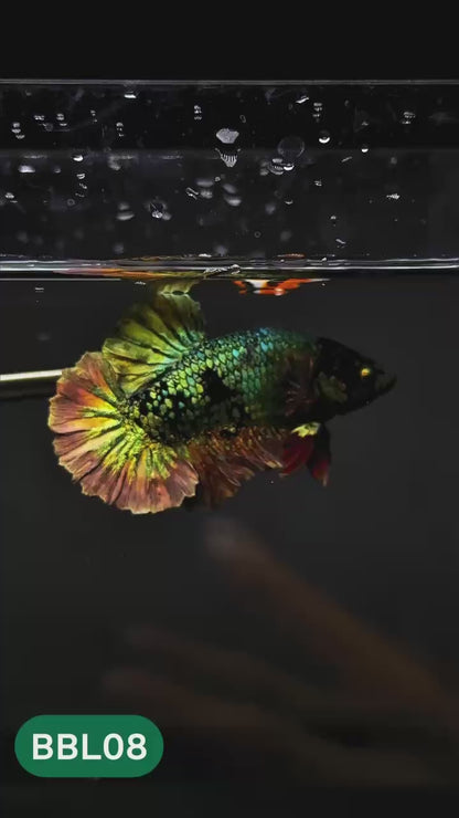Black Panther Plakat Male Betta Fish | You Pick Fish | Rare Betta