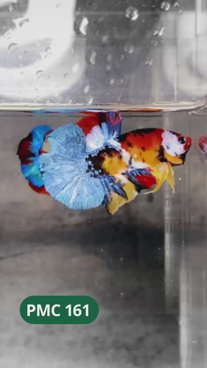 Multicolor Plakat Male Betta Fish |Show Grade|  You Pick Fish
