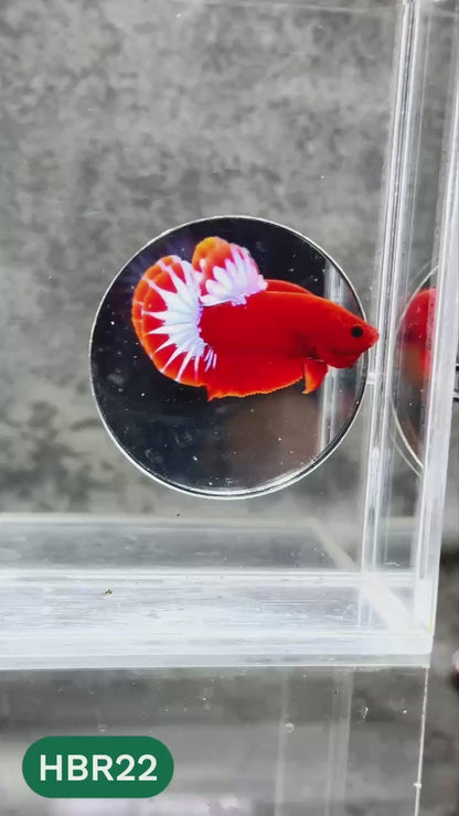 Hellboy Plakat Male Betta Fish | Order Directly From Farm | You Pick Fish