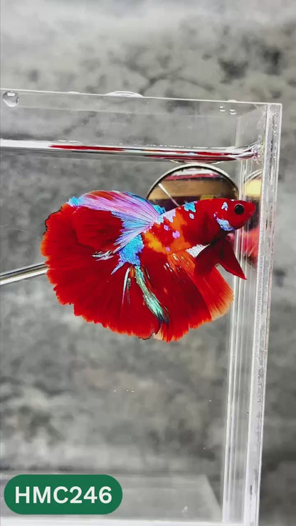 Multicolor Halfmoon Male Betta Fish | Order Directly From Farm | You Pick Fish