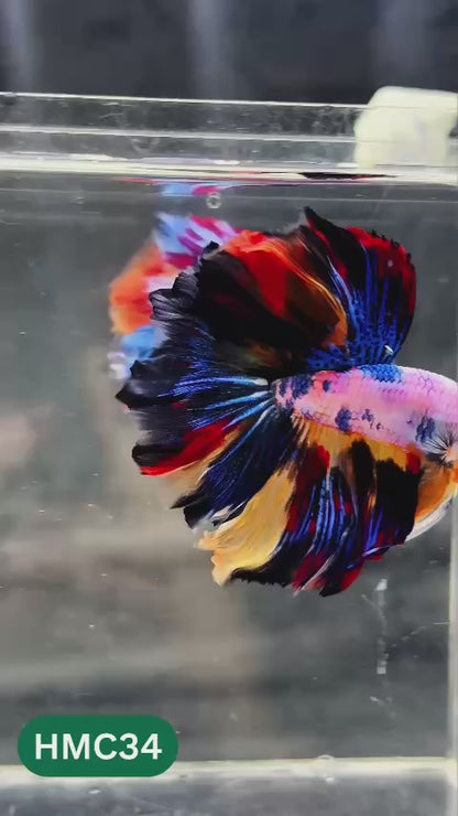 Multicolor Halfmoon Male Betta Fish | Order Directly From Farm | You Pick Fish