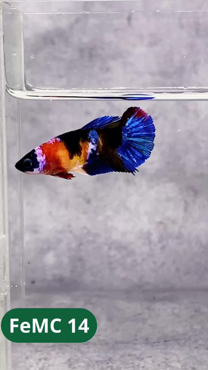 Multicolor Female Betta Fish | You Pick Fish | High Grade