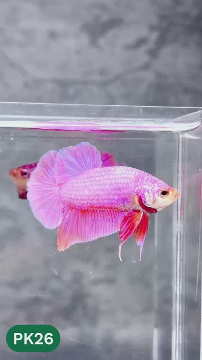 Pink Plakat Male Betta Fish | You Pick Fish | Rare Color