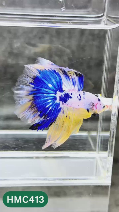 Multicolor Halfmoon Male Betta Fish | Order Directly From Farm | You Pick Fish