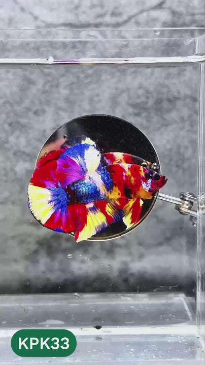 Multicolor Plakat Male Betta Fish |Show Grade|  You Pick Fish