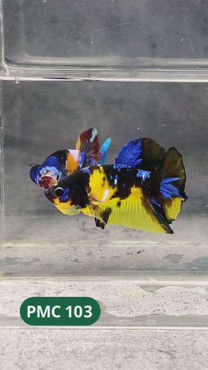Koi Yellow Plakat Male Betta Fish | Show Grade | You Pick Fish