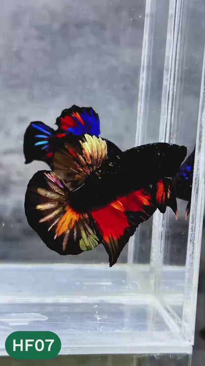 Dark Flame Hellfire Plakat Male Betta Fish | You Pick Fish | Rare Betta