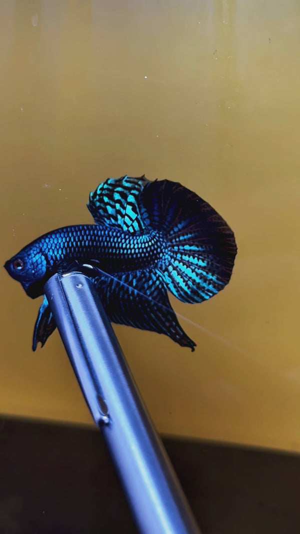 Wild Blue Alien Male Betta Fish — Swimming Video