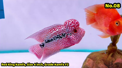 King Kamfa Flowerhorn Cichlid | You Pick Fish |