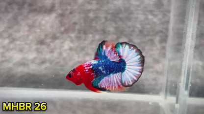 Hellboy Plakat Male Betta Fish | Order Directly From Farm | You Pick Fish