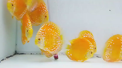 Yellow Marlboro Discus Fish