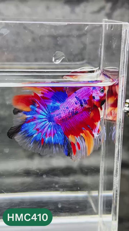 Multicolor Halfmoon Male Betta Fish | Order Directly From Farm | You Pick Fish