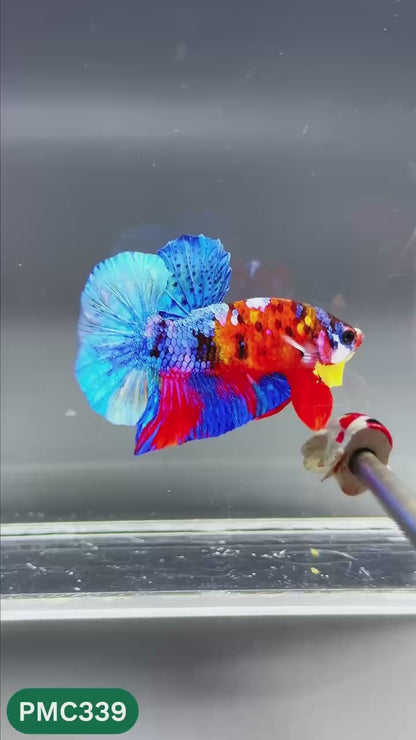 Multicolor Plakat Male Betta Fish | Show Grade |  You Pick Fish