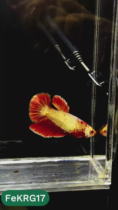 Koi Red Gold Female Betta Fish | You Pick Fish | High Grade