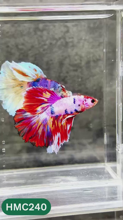 Multicolor Halfmoon Male Betta Fish | Order Directly From Farm | You Pick Fish